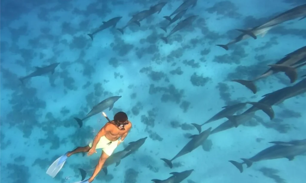 Discover the best snorkeling tours in Hurghada for 2026, from private Red Sea speedboats to Giftun Island escapes and dolphin reef adventures